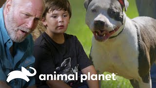 Familia desiste adopción de pit bull  Pit bulls y convictos  Animal Planet [upl. by Gayla]