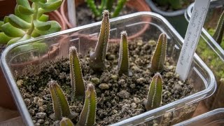 My Cacti Seedlings from my How to grow Cacti from seed video update [upl. by Doroteya]