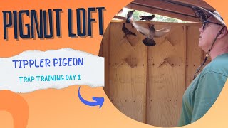 Pignut Loft  Pigeon Trap Training Day 1 [upl. by Hcone]