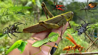 hunt various species of insectsbig grasshopperspraying mantis [upl. by Carena]