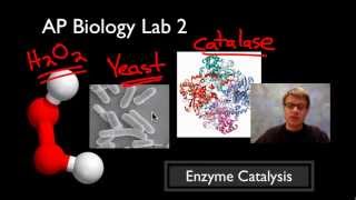 AP Biology Lab 2 Enzyme Catalysis [upl. by Okime]