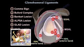 Glenohumeral Ligaments ligaments of the shoulder  Everything You Need To Know  Dr Nabil Ebraheim [upl. by Ambrosane]