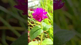 gomphrena grown from seed [upl. by Moth141]