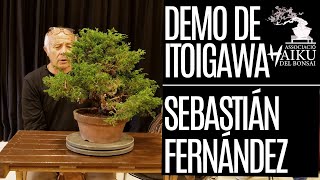 DEMO SEBASTIÁN FERNÁNDEZ Juniperus chinensis itoigawa [upl. by Aicilyhp]