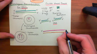 Genetic Knockouts [upl. by Nawtna]