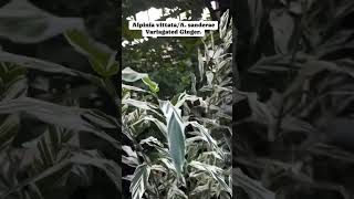 Variagated Ginger  Alpinia vittata plants garden flowers nature fyp [upl. by Keener]