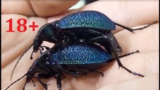 Спаривание двух Carabus Procerus scabrosus caucasicus Mating of beetles [upl. by Clapp36]