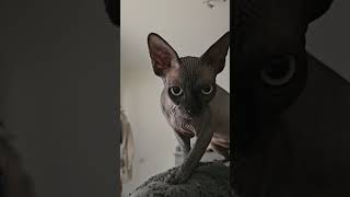 Hairless cat also known as the Sphynx cat [upl. by Elleivad]