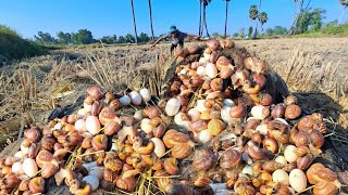 BEST AMAZING pick a lot of eggs at on nest under palm tree by best hand [upl. by Miche]