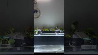 New 3ft Oranda Goldfish Planted Tank Setup [upl. by Akehsat528]