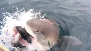 Shark Steals Fish off Fishermans Line [upl. by Martica]