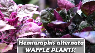 Purple Waffle Plant Hemigraphis alternata [upl. by Oinotnas359]