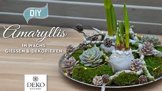 DIYWeihnachtsdeko Amaryllis in Wachs gießen und dekorieren How to Deko Kitchen P [upl. by Bocoj820]