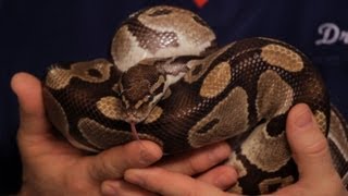 How to Take Care of a Ball Python  Pet Snakes [upl. by Meeker923]