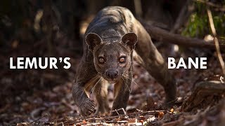 Fossa the King of Madagascar [upl. by Dekow178]