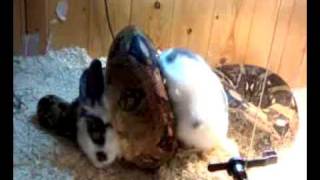 Boa Constrictor Eating Rabbit vid is graphic u holierthanthou types dont watch [upl. by Hazaki]