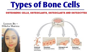 Types of Bone Cells  Osteogenic cells Osteoblasts cells Osteocytes cells and Osteoclasts cells [upl. by Kaufmann770]