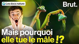 Le fascinant cannibalisme sexuel des mantes [upl. by Saville]