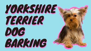 Yorkshire Terrier Dog Barking Sound Effect  Yorkie Barking [upl. by Priest705]