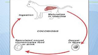 A Coccidian Protozoa Isospora [upl. by Trebeh]