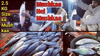 Mushkaa Hei MushkaaKing Croaker Fish On See The Rain Of Croaker Fish 25 KG Ka Mushkaa [upl. by Horner759]