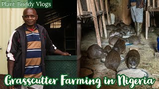 Grasscutter Farming in Nigeria in 2022  Should you invest [upl. by Yraunaj]