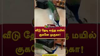 வீடு தேடி வந்த மயில் குகனே முருகா shorts kovai [upl. by Bonnette]