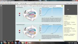 Psychology 306 Biopsychology  Chapter 16 The Split Brain Study [upl. by Susann]