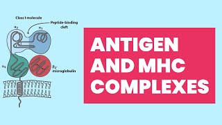 Antigen and MHC Complexes In Immune System [upl. by Norrat]