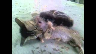 cat slaughter rat WHAT CATS SHOULD DO [upl. by Atyekram]