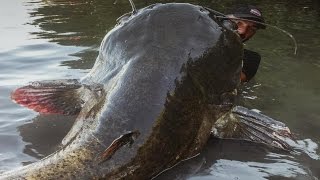 Siluro Mostro VS Piccola Canna  1OO kg X 253 mt  HD by Catfishing World [upl. by Ahkihs]