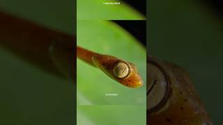 Blunt headed tree snake shorts facts animals [upl. by Evelc250]