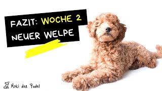 Pudel Welpe FAZIT nach der 2ten Woche  Welpenschule soziale Kontakte amp neuer Fokus [upl. by Liakim]