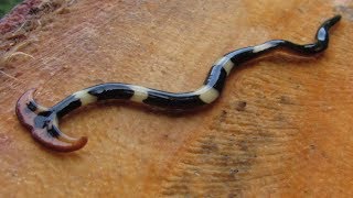 Hammerhead Worm  Animal of the Week [upl. by Ocinemod]