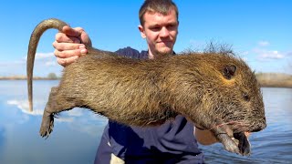 These Giant Invasive Rats are Destroying Louisiana [upl. by Orpah]