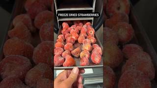 Freeze Dried Strawberries freezedryer prepperpantry foodstorage [upl. by Enahc]