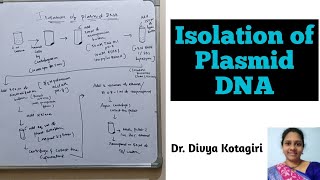 Part 2 Isolation of plasmid DNA  Isolation of nucleic acids  Genes amp Genus [upl. by Ariela198]