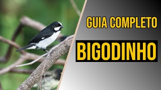 Bigodinho Guia completo de criação [upl. by Slifka445]