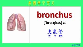 看圖學中英文 03 人體器官 Learning Chinese and English Vocabularies about human body [upl. by Nikolia]