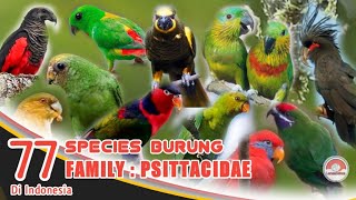 77 SPECIES BURUNG  DALAM FAMILY PSITTACIDAE DI INDONESIA [upl. by Aneris]