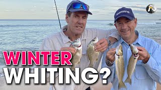 Beach Fishing SYDNEY Soft Plastics  Bait  Worms  Multiple Species [upl. by Eiroc]