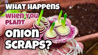 This is What Happens When You Regrow Onion Bottoms [upl. by Trovillion382]