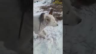 ANIMALES QUEDAN congelados EN RUSIA rusia animals [upl. by Olegnalehcim922]