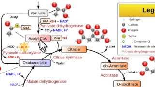 33 BIOCHIMICA  51 Formazione dellAcetil CoA [upl. by Lein]