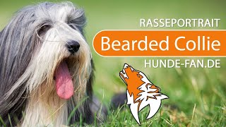 ► Bearded Collie 2018 Rasse Aussehen amp Charakter [upl. by Sigismond]