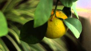 My Full Size Indoor Orange Tree Begins to Ripen [upl. by Accebber]