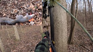 The Grey Squirrel  Bowhunting small game  Oneida eagle Bows [upl. by Aicnarf]