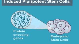 What are Induced Pluripotent Stem Cells iPS Cells [upl. by Torey]