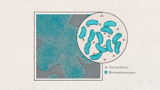 Bacterial Growth and Quorum Sensing [upl. by Muirhead]