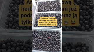 ARONIA  NAJŁATWIEJSZY SPOSÓB SUSZENIA OWOCÓW NA KRZAKU szalejemyisiejemy [upl. by Avevoneg842]